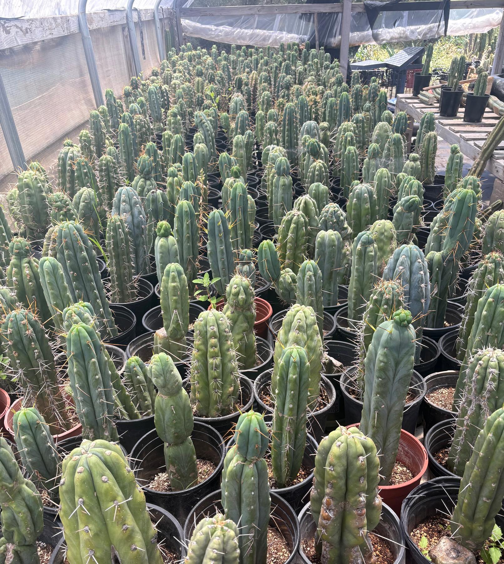 succulent source san pedro #EC210 Trichocereus Misfits Potted in 1 gallon Containers E- Misfit 1 gallon