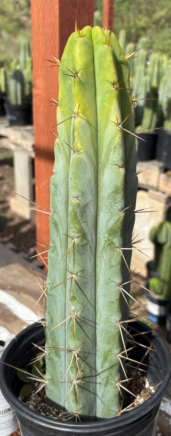 #EC211 EXACT Trichocereus Bridgesii DRE Drop Cactus 14.5”-Cactus - Large - Exact-The Succulent Source