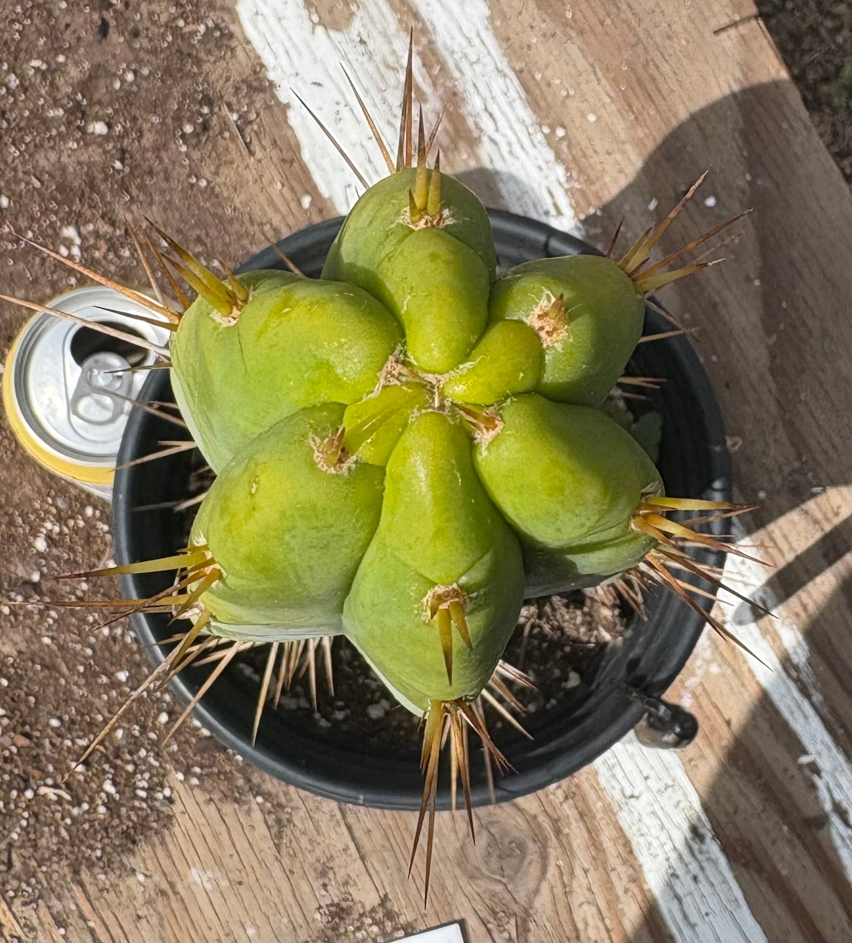 #EC211 EXACT Trichocereus Bridgesii DRE Drop Cactus 14.5”-Cactus - Large - Exact-The Succulent Source