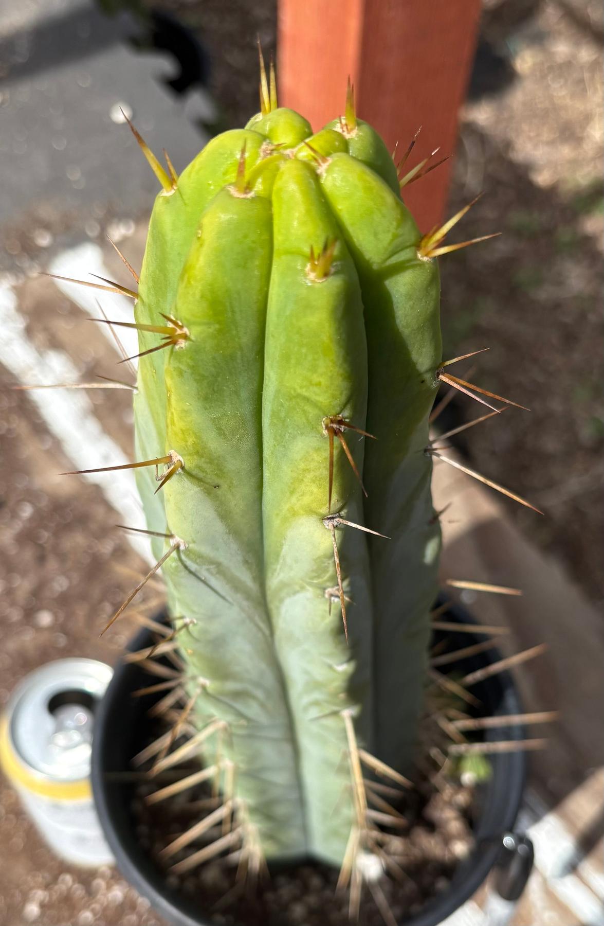 #EC211 EXACT Trichocereus Bridgesii DRE Drop Cactus 14.5”-Cactus - Large - Exact-The Succulent Source