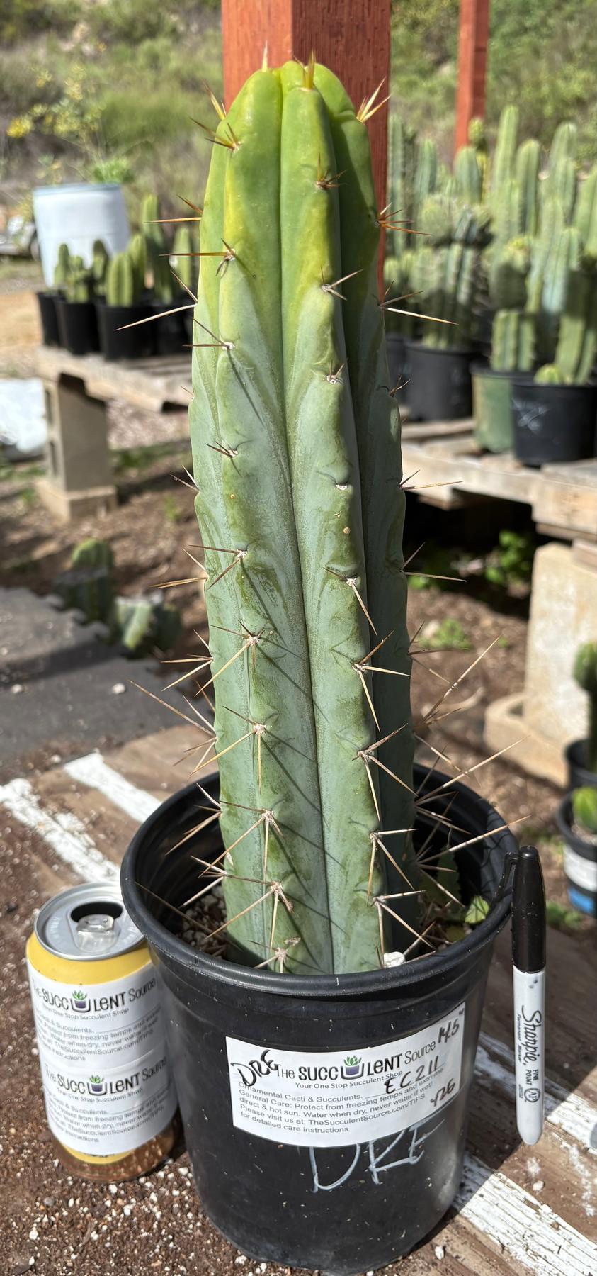 #EC211 EXACT Trichocereus Bridgesii DRE Drop Cactus 14.5”-Cactus - Large - Exact-The Succulent Source