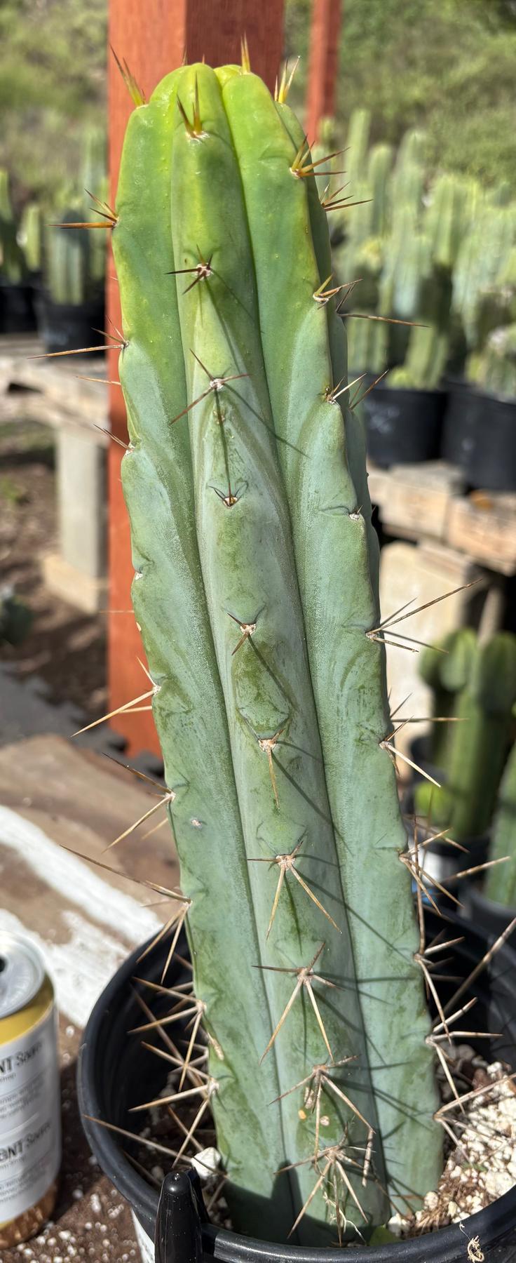 #EC211 EXACT Trichocereus Bridgesii DRE Drop Cactus 14.5”-Cactus - Large - Exact-The Succulent Source