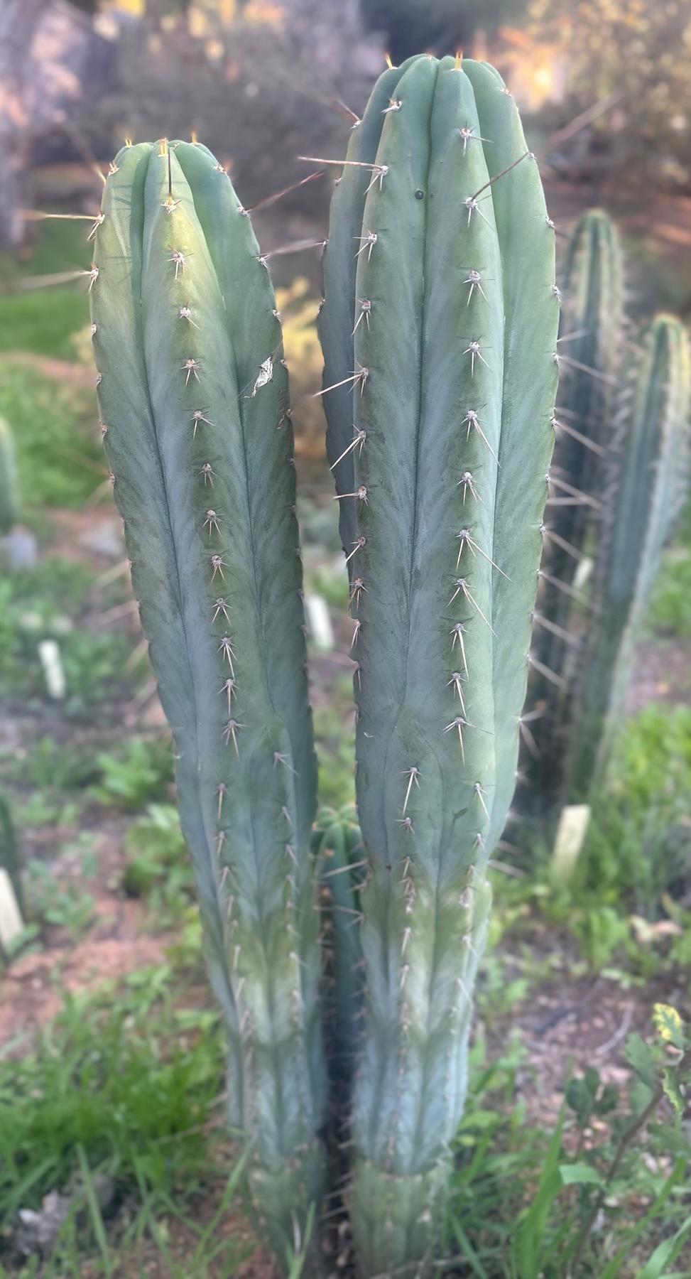 #EC211 EXACT Trichocereus Pachanoi Yowie X Monassa Blue Cactus 10” Cutting-Cactus - Large - Exact-The Succulent Source