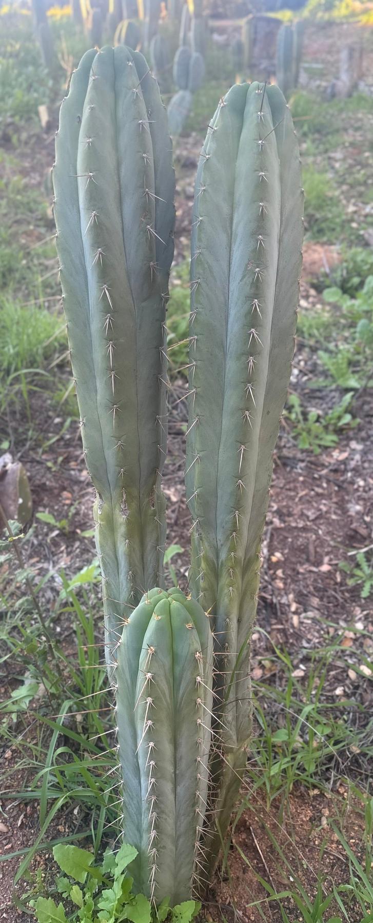 #EC211 EXACT Trichocereus Pachanoi Yowie X Monassa Blue Cactus 10” Cutting-Cactus - Large - Exact-The Succulent Source