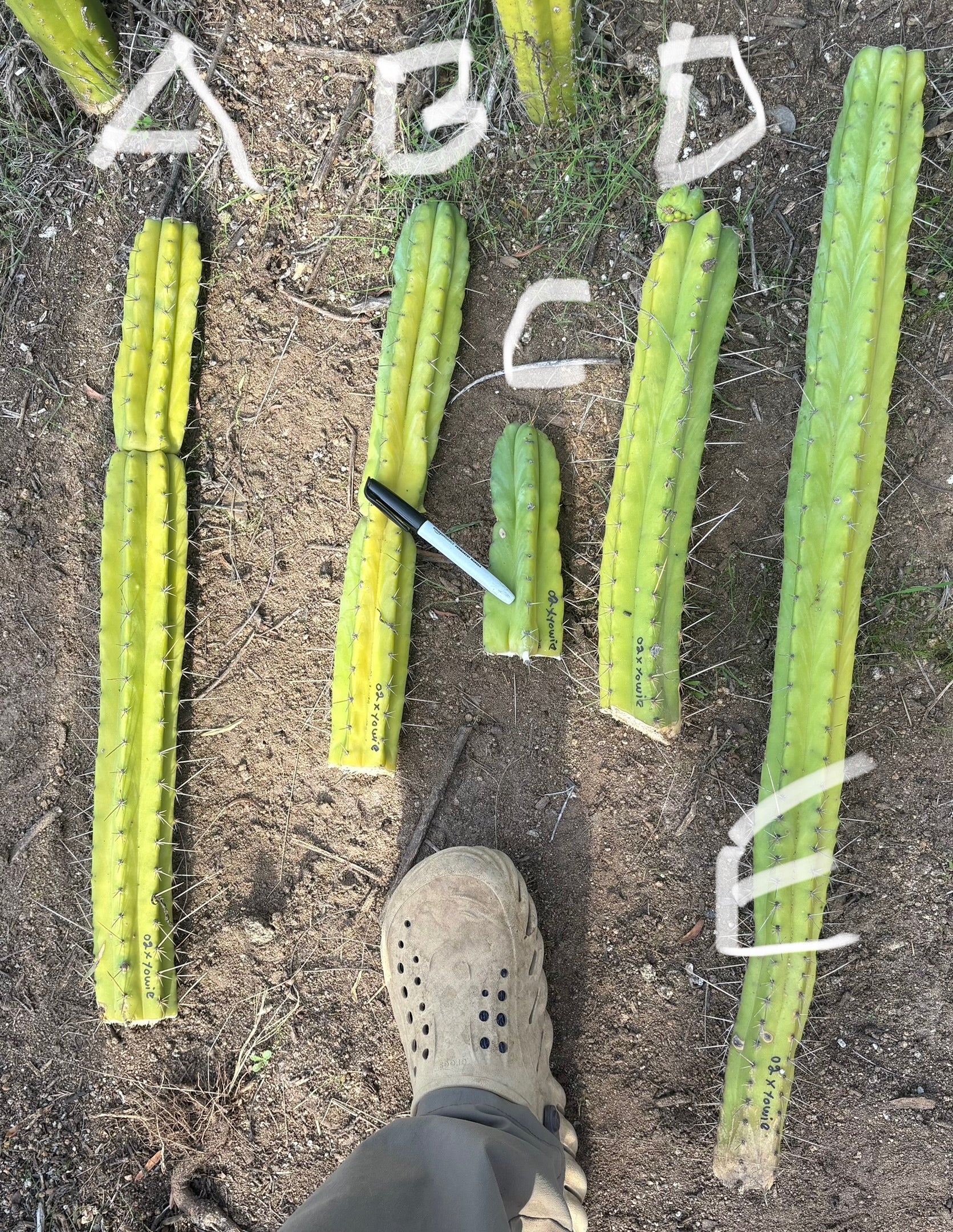 #EC212 EXACT Trichocereus SS02 X Pachanoi Yowie Cactus Cuttings-Cactus - Large - Exact-The Succulent Source