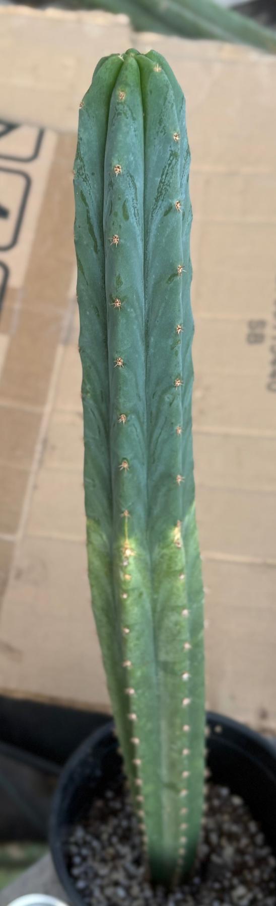 #EC213 EXACT Trichocereus Pachanoi Lima Flower Market X Ribshifter Cactus 23”-Cactus - Large - Exact-The Succulent Source