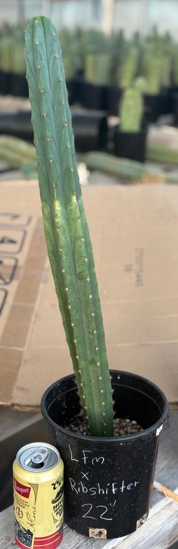 #EC213 EXACT Trichocereus Pachanoi Lima Flower Market X Ribshifter Cactus 23”-Cactus - Large - Exact-The Succulent Source