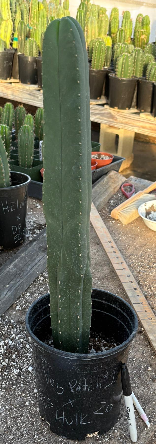 #EC213 EXACT Trichocereus Scopulicola Veggie Patch 1 X Scop Hulk 4 Rib  Cactus 20”