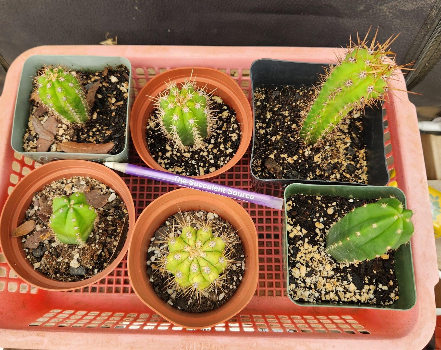 #EC214 EXACT Trichocereus Hybrid Potted Cactus LOT-Cactus - Large - Exact-The Succulent Source
