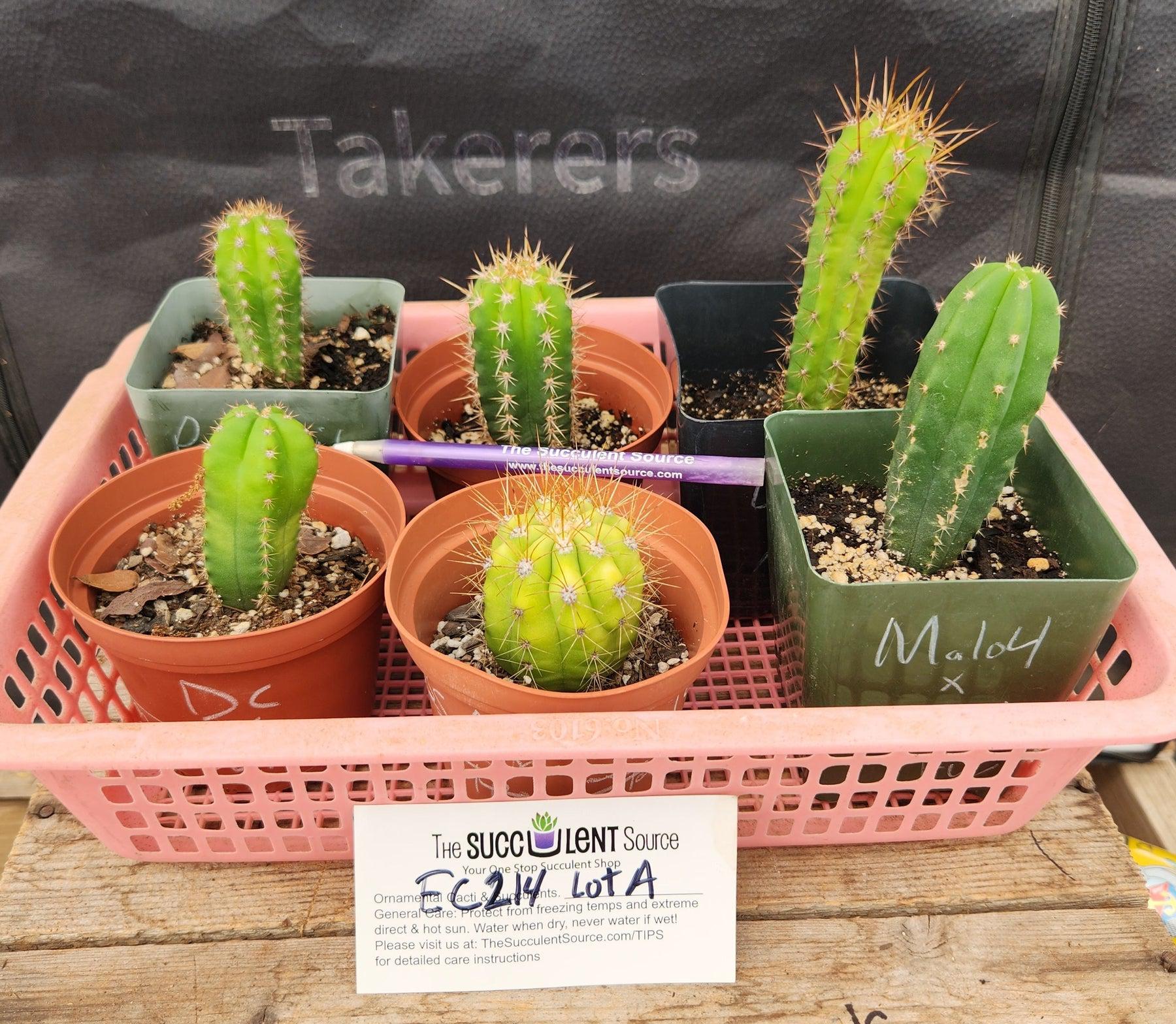 #EC214 EXACT Trichocereus Hybrid Potted Cactus LOT-Cactus - Large - Exact-The Succulent Source