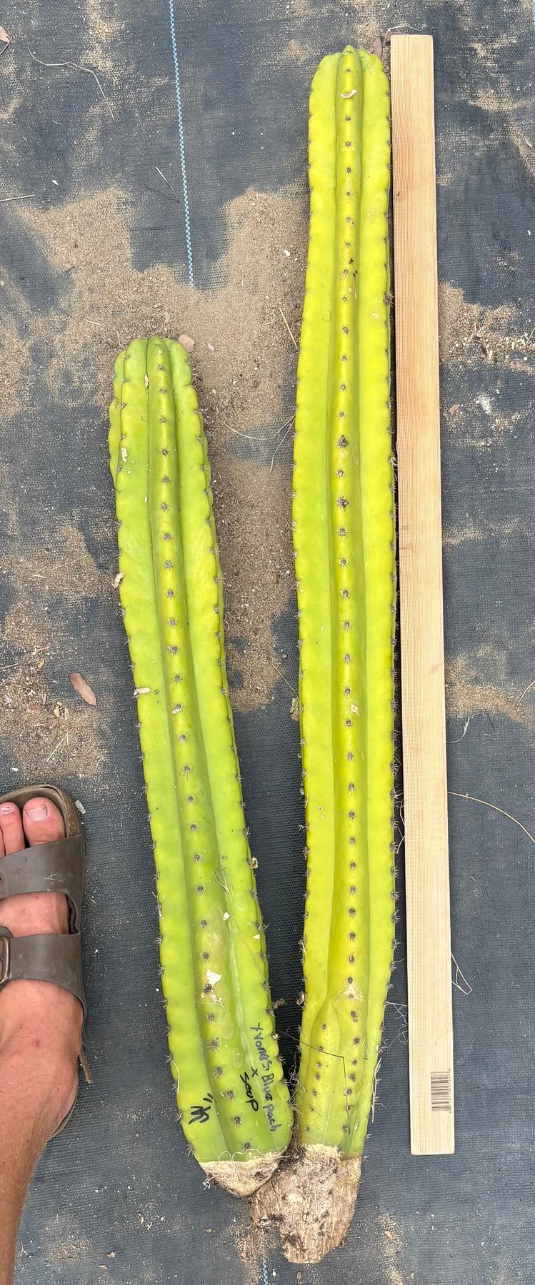 #EC216 Exact Trichocereus Hybrid Yvonne’s Blue Pachanoi x Scop 35” Cutting-Cactus - Large - Exact-The Succulent Source
