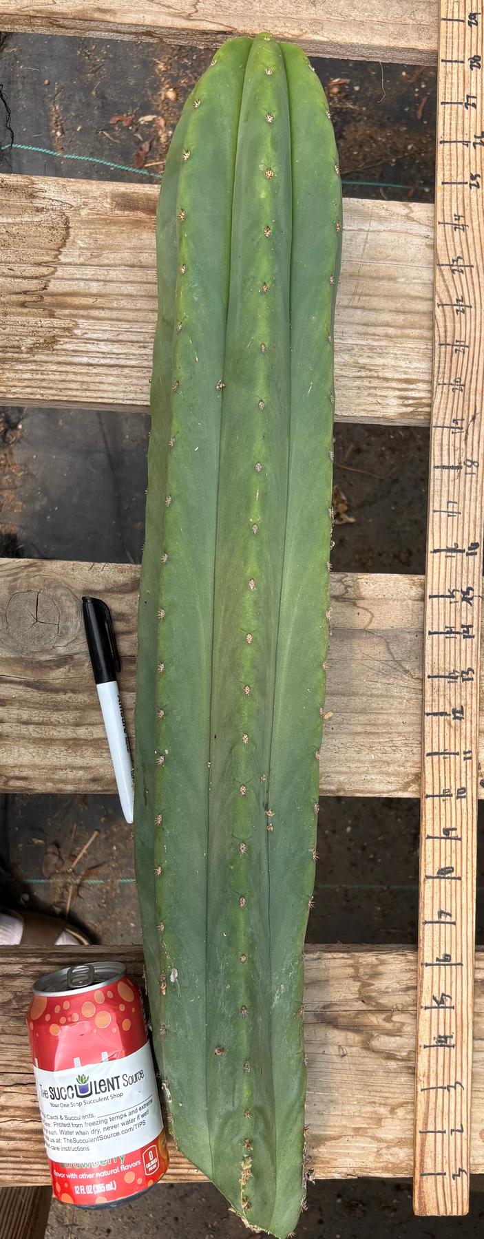 #EC216 Exact Trichocereus Hybrid Sharxx X Zed Scop 25” Cutting-Cactus - Large - Exact-The Succulent Source