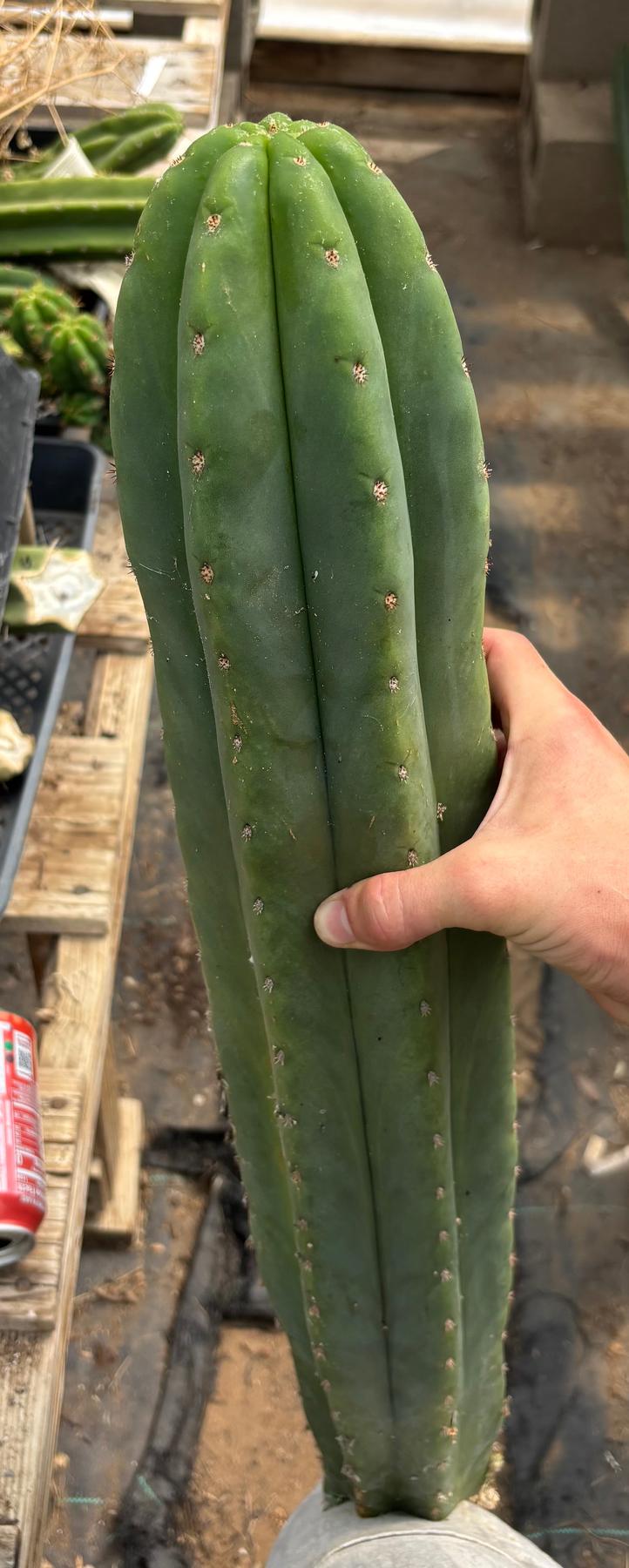 #EC216 Exact Trichocereus Hybrid Sharxx X Zed Scop 25” Cutting-Cactus - Large - Exact-The Succulent Source