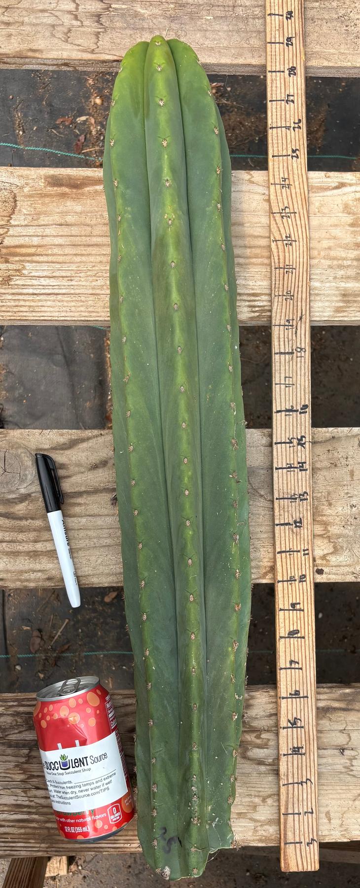 #EC216 Exact Trichocereus Hybrid Sharxx X Zed Scop 25” Cutting-Cactus - Large - Exact-The Succulent Source