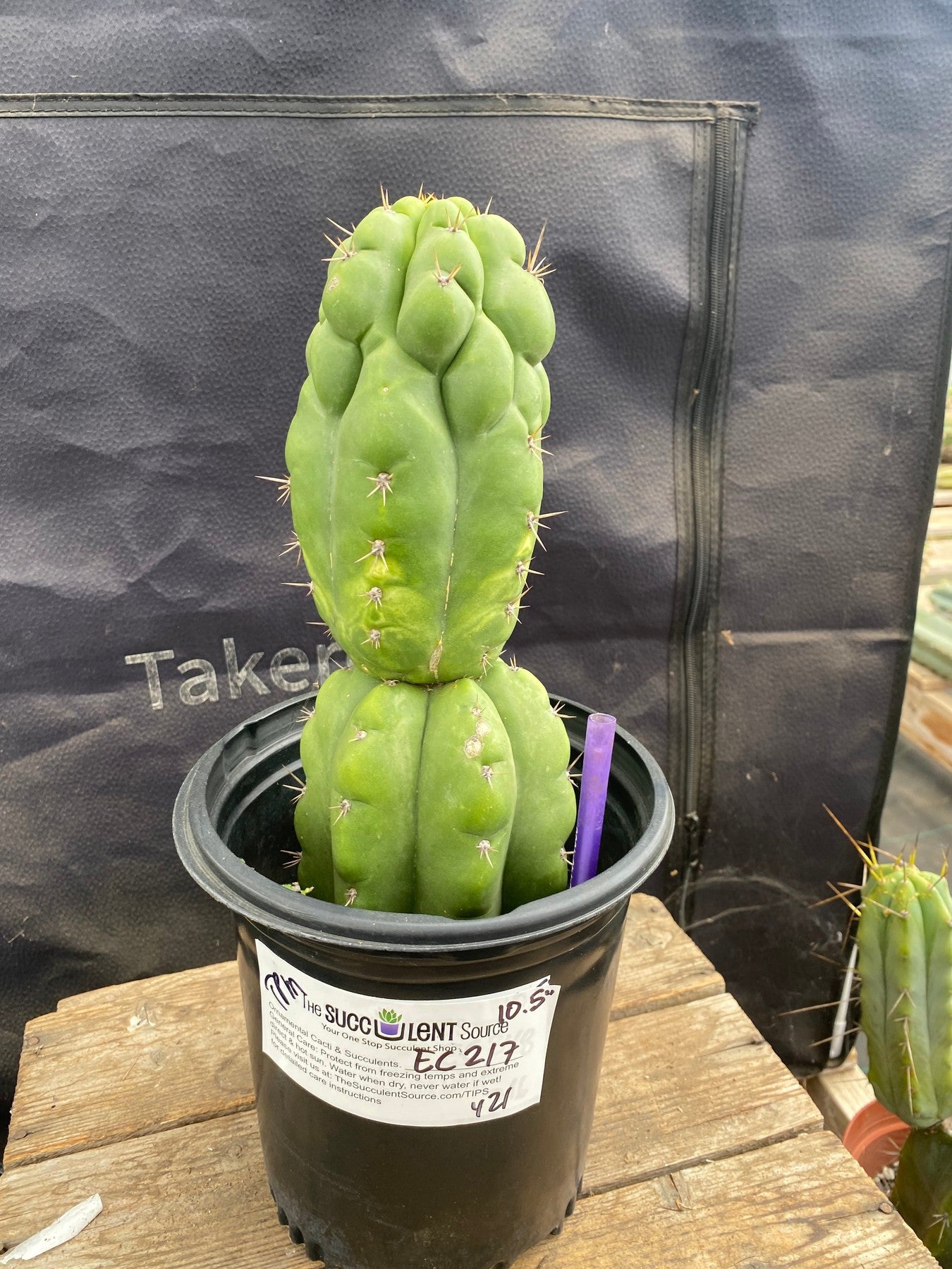 #EC217 EXACT Trichocereus Pachanoi Monstrose TPM Ornamental Cactus 10.5-Cactus - Large - Exact-The Succulent Source