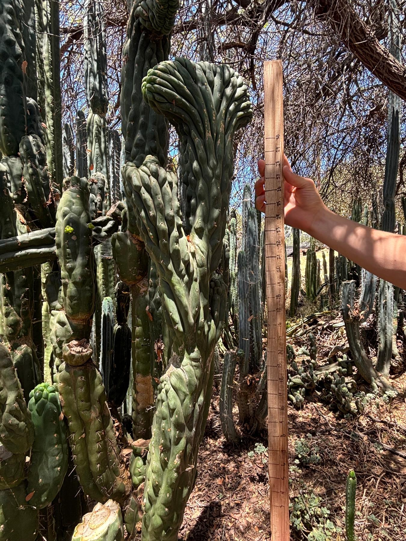 #EC217 Exact GIANT Trichocereus Pachanoi Crested San Pedro Cactus 34” Cutting-Cactus - Big-The Succulent Source