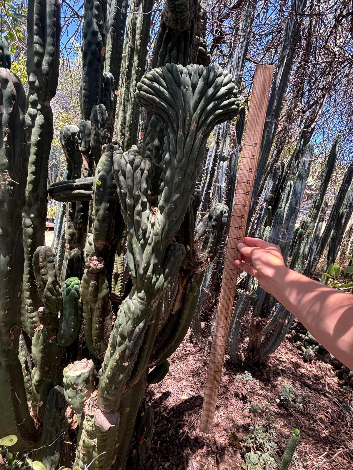 #EC217 Exact GIANT Trichocereus Pachanoi Crested San Pedro Cactus 34” Cutting-Cactus - Big-The Succulent Source