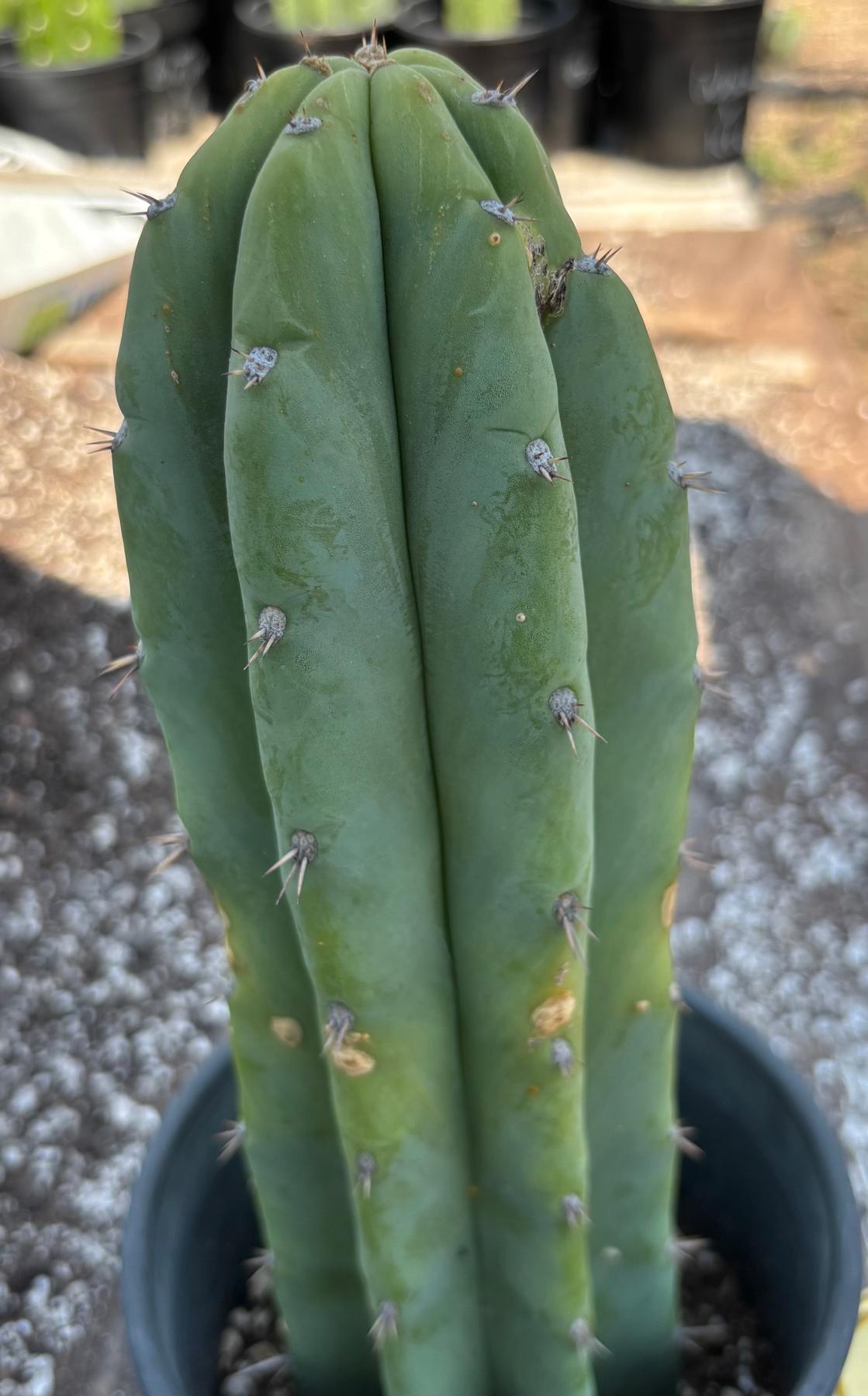 #EC218 EXACT Trichocereus Lost Label Ornamental Cactus 13"-Cactus - Large - Exact-The Succulent Source