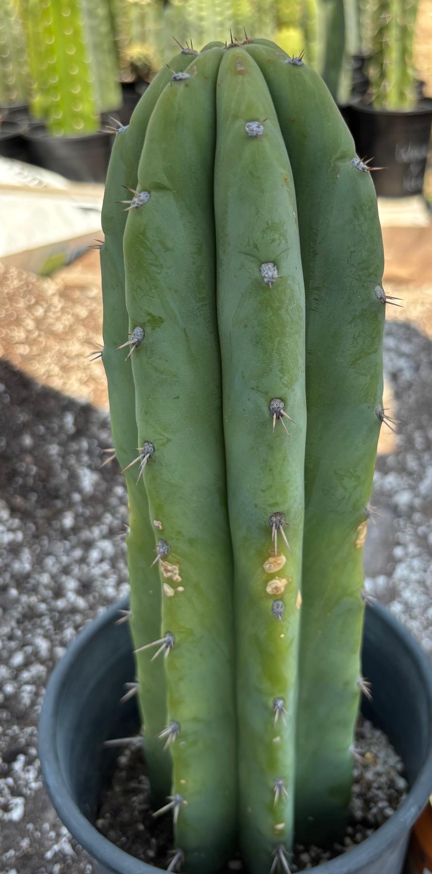 #EC218 EXACT Trichocereus Lost Label Ornamental Cactus 13"-Cactus - Large - Exact-The Succulent Source