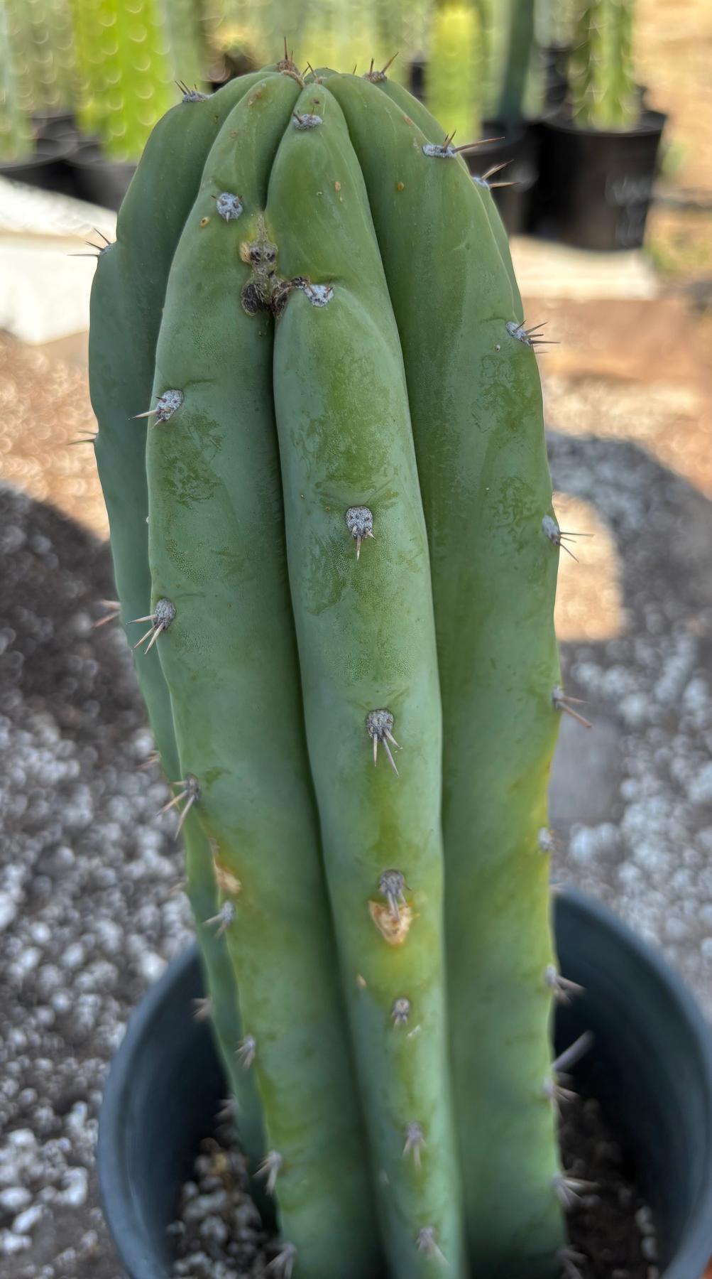 #EC218 EXACT Trichocereus Lost Label Ornamental Cactus 13"-Cactus - Large - Exact-The Succulent Source