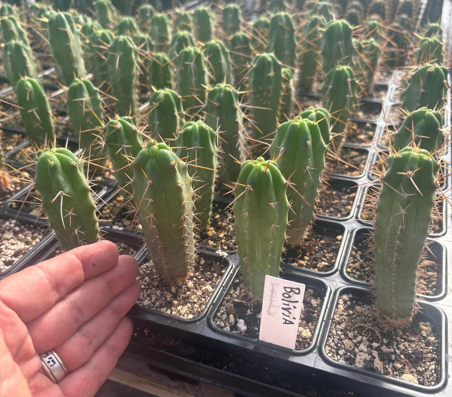 #EC219 EXACT Trichocereus Bridgesii OP Seedling from Bolivia Cactus 3-4” Potted-Cactus - Large - Exact-The Succulent Source
