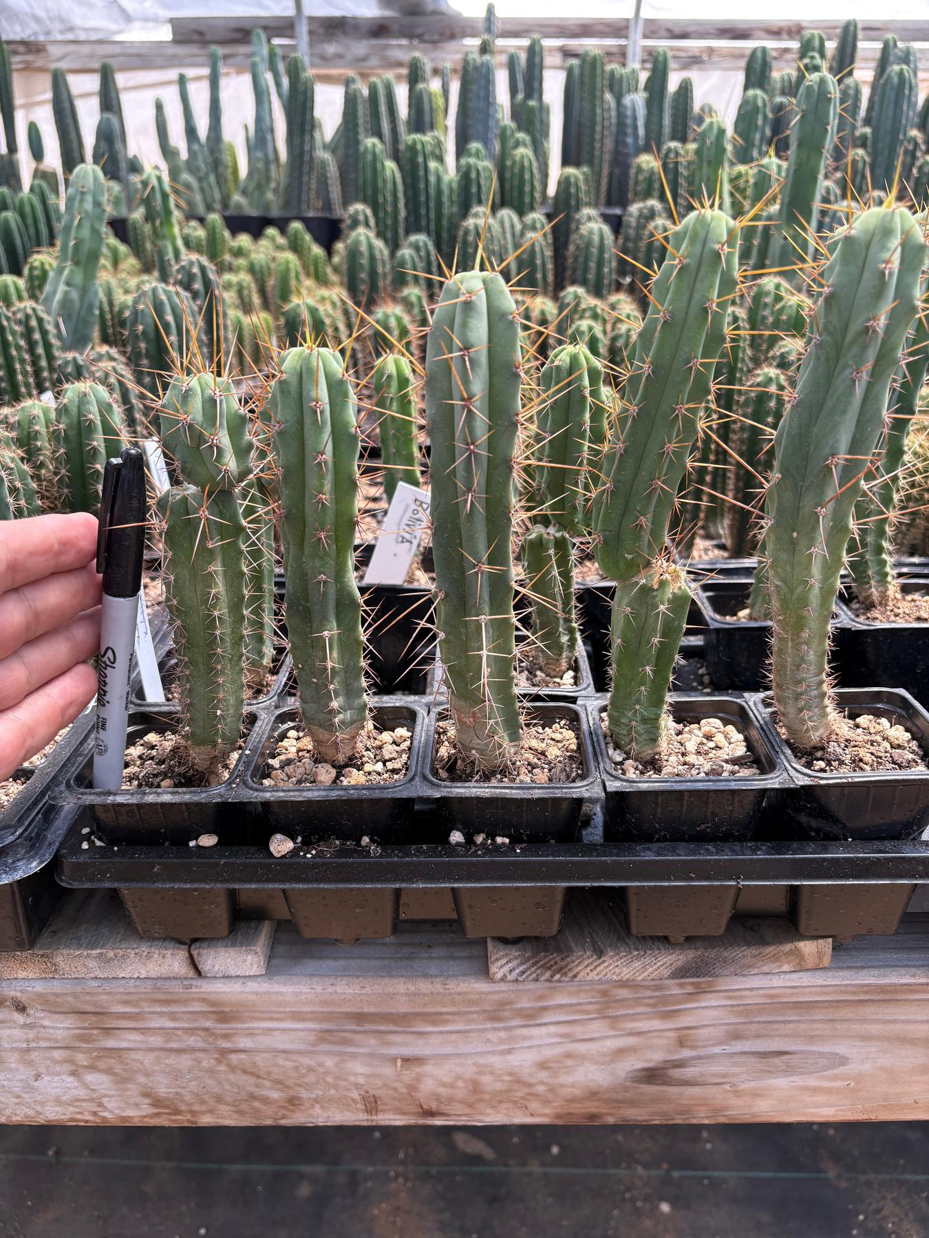 #EC219 EXACT Trichocereus Bridgesii OP Seedling from Bolivia Cactus 5-6” Potted-Cactus - Large - Exact-The Succulent Source