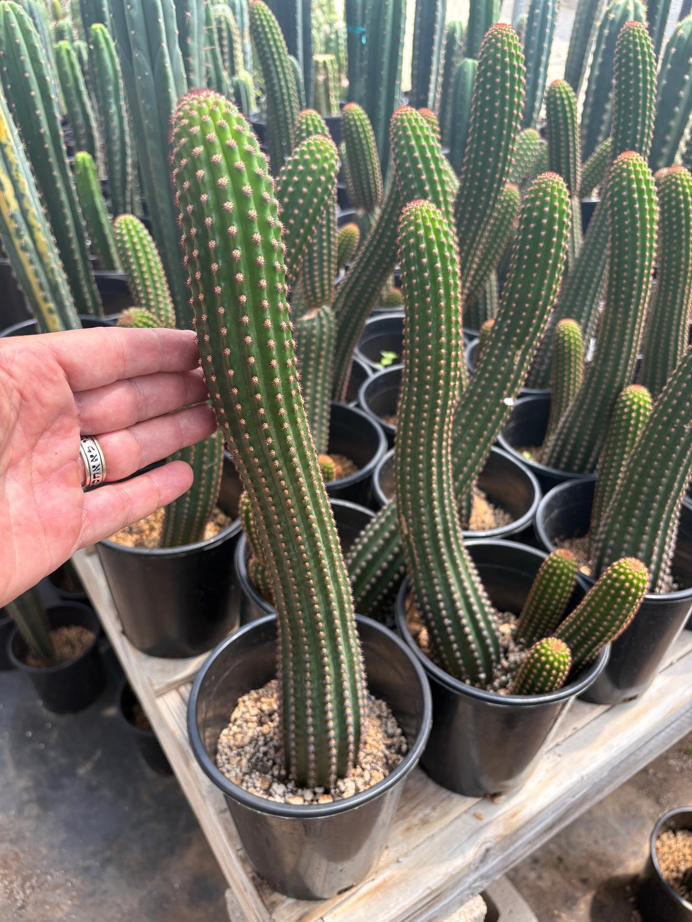 #EC22 EXACT Trichocereus Hybrid Cactus Cutting 10-12"-Cactus - Large - Exact-The Succulent Source
