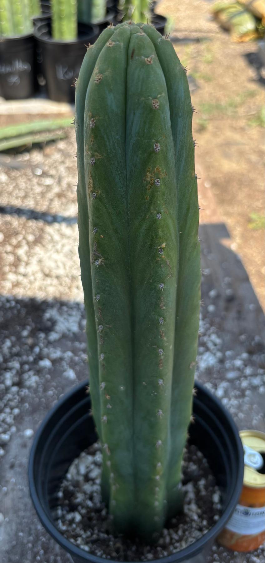 #EC220 EXACT Trichocereus Pachanoi Waytamayu OP Chavin Cactus 15”-Cactus - Large - Exact-The Succulent Source