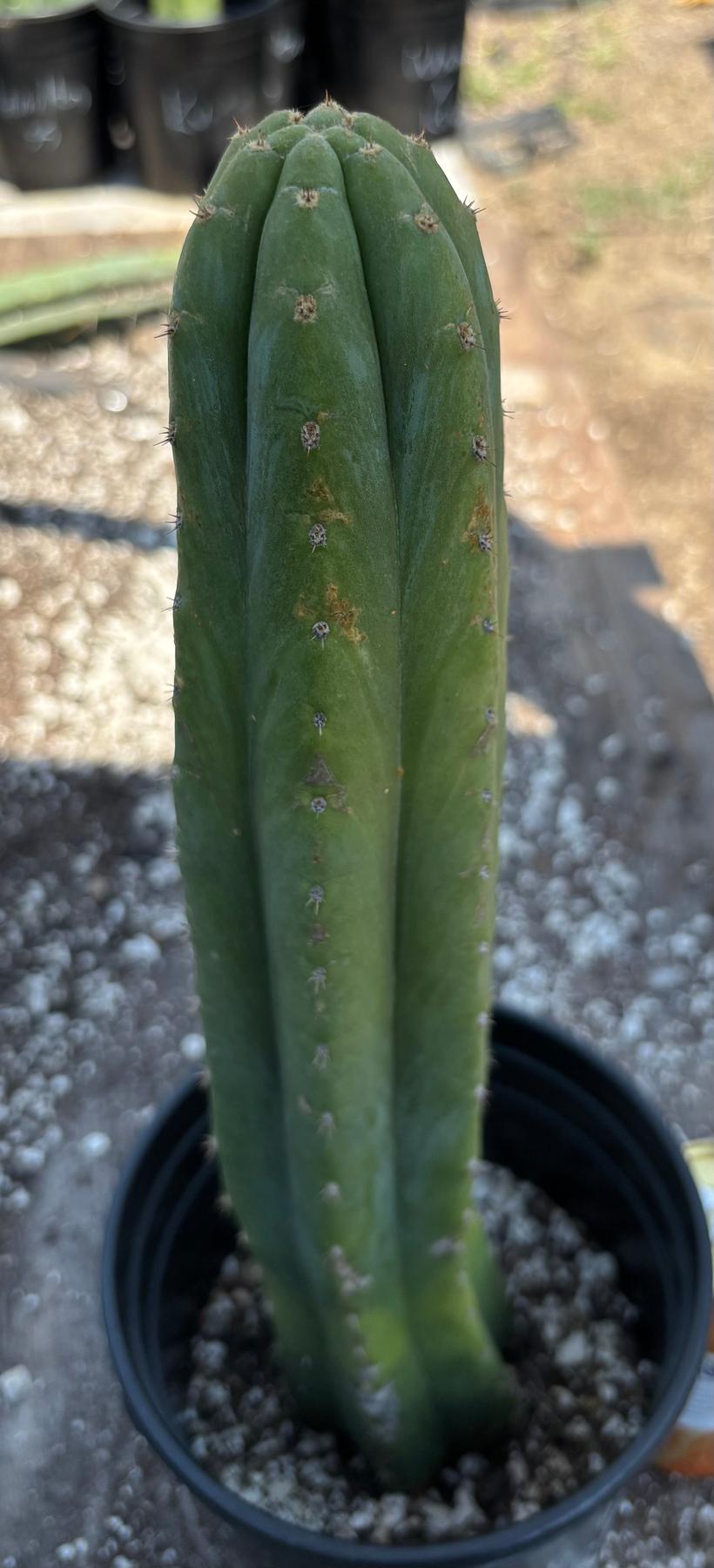 #EC220 EXACT Trichocereus Pachanoi Waytamayu OP Chavin Cactus 15”-Cactus - Large - Exact-The Succulent Source