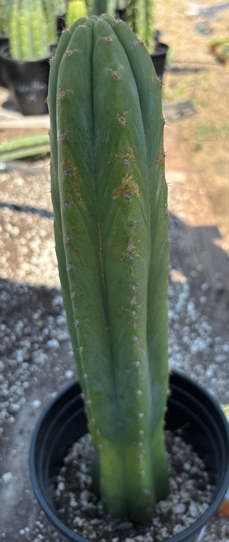 #EC220 EXACT Trichocereus Pachanoi Waytamayu OP Chavin Cactus 15”-Cactus - Large - Exact-The Succulent Source