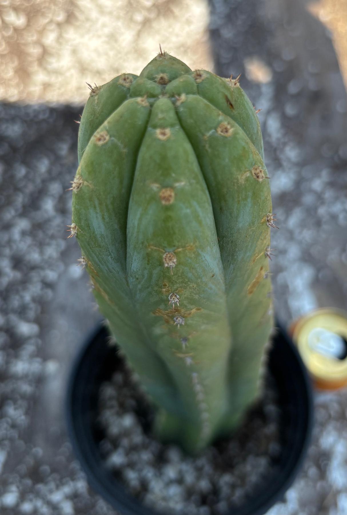 #EC220 EXACT Trichocereus Pachanoi Waytamayu OP Chavin Cactus 15”-Cactus - Large - Exact-The Succulent Source