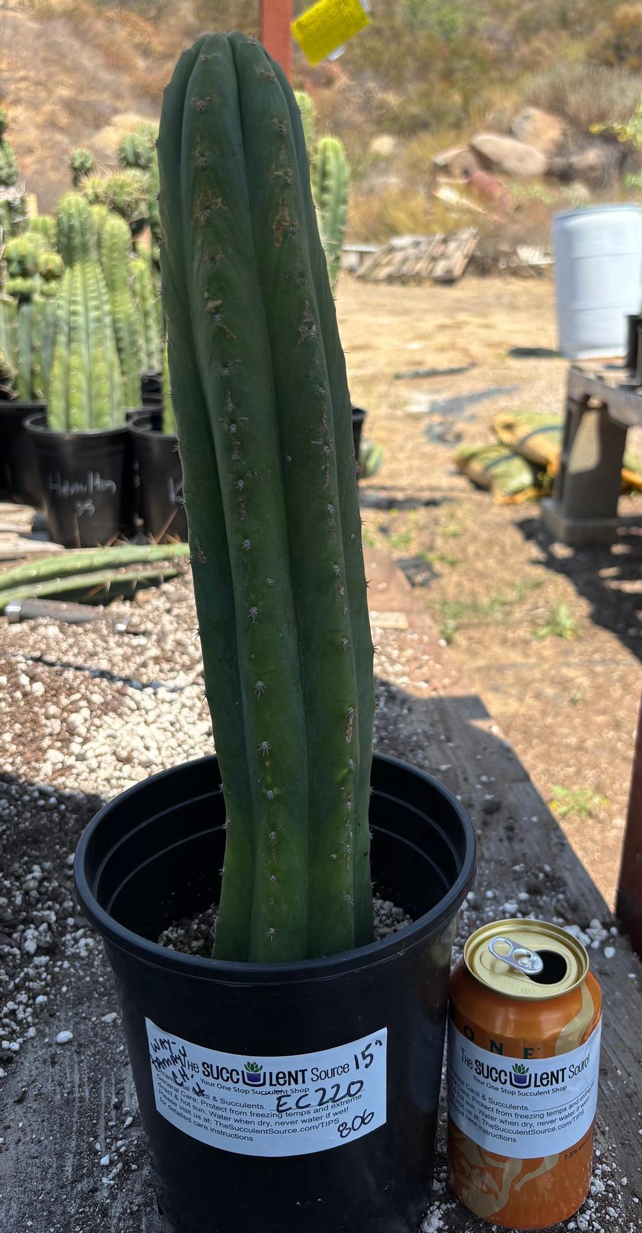 #EC220 EXACT Trichocereus Pachanoi Waytamayu OP Chavin Cactus 15”-Cactus - Large - Exact-The Succulent Source
