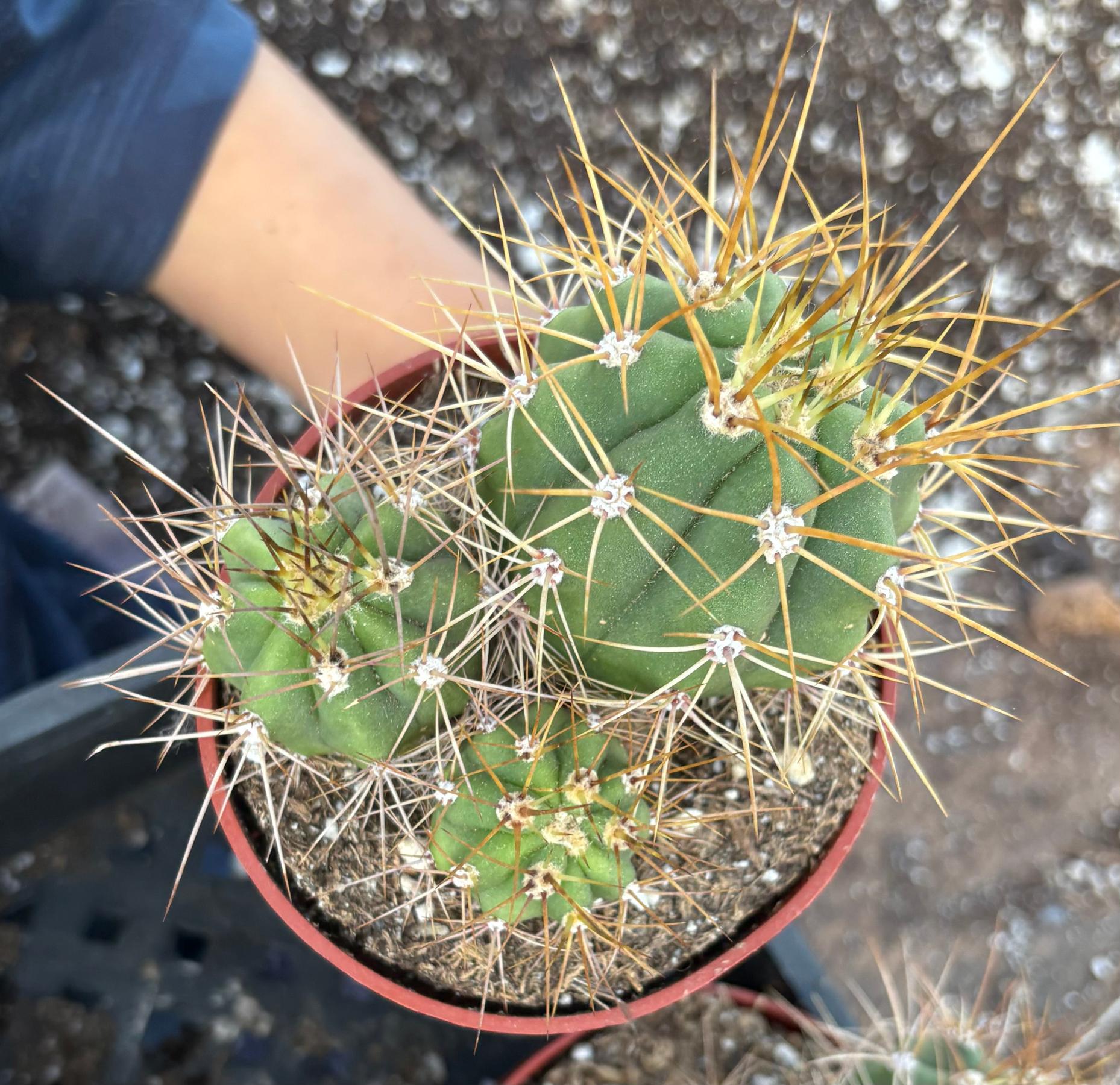 #EC222 EXACT Trichocereus Cactus Cluster in 4” container-Cactus - Large - Exact-The Succulent Source