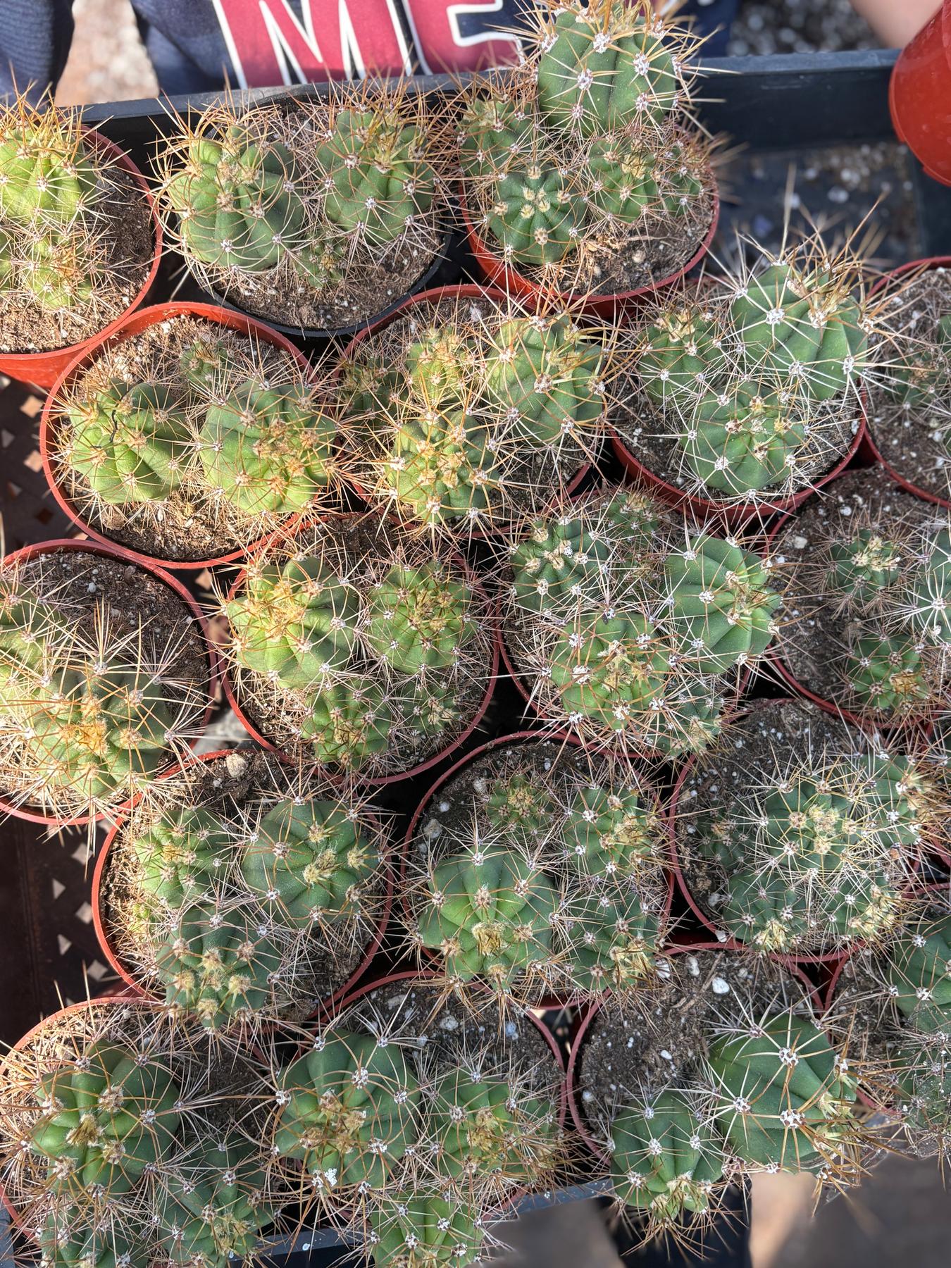 #EC222 EXACT Trichocereus Cactus Cluster in 4” container-Cactus - Large - Exact-The Succulent Source