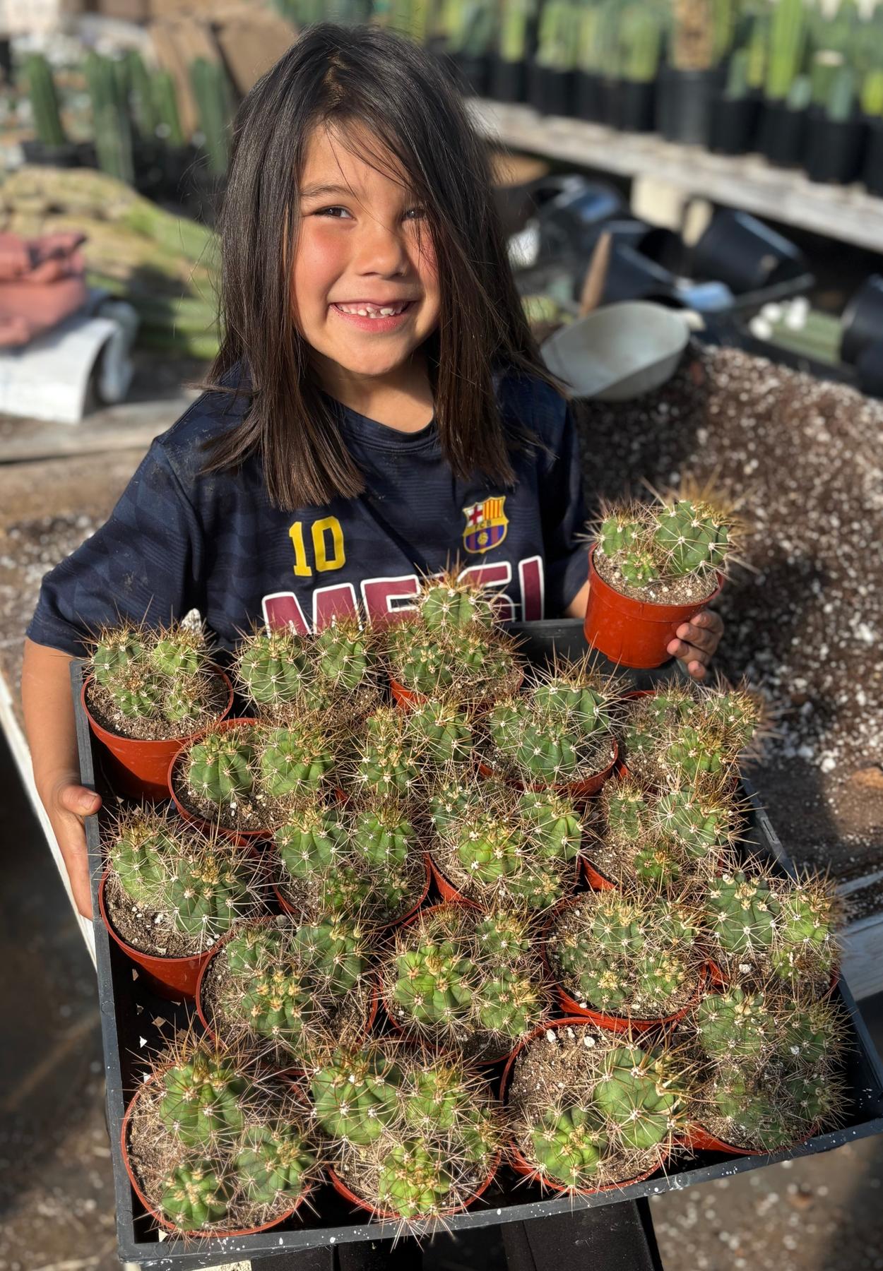 cluster succulent plant #EC222 EXACT Trichocereus Terschekii Cactus Cluster in 4” container