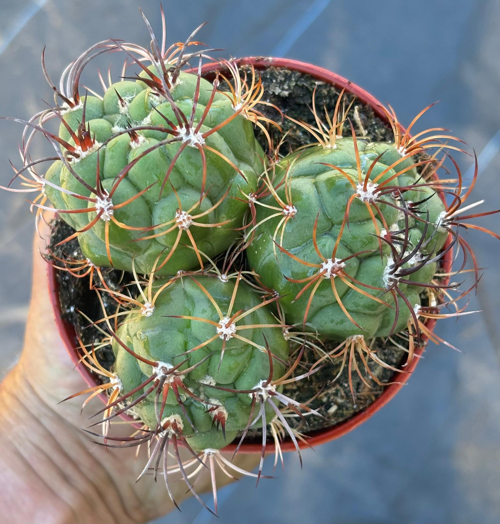 #EC223 EXACT Gymnocalycium Saglione Ornamental Cactus-Cactus - Large - Exact-The Succulent Source