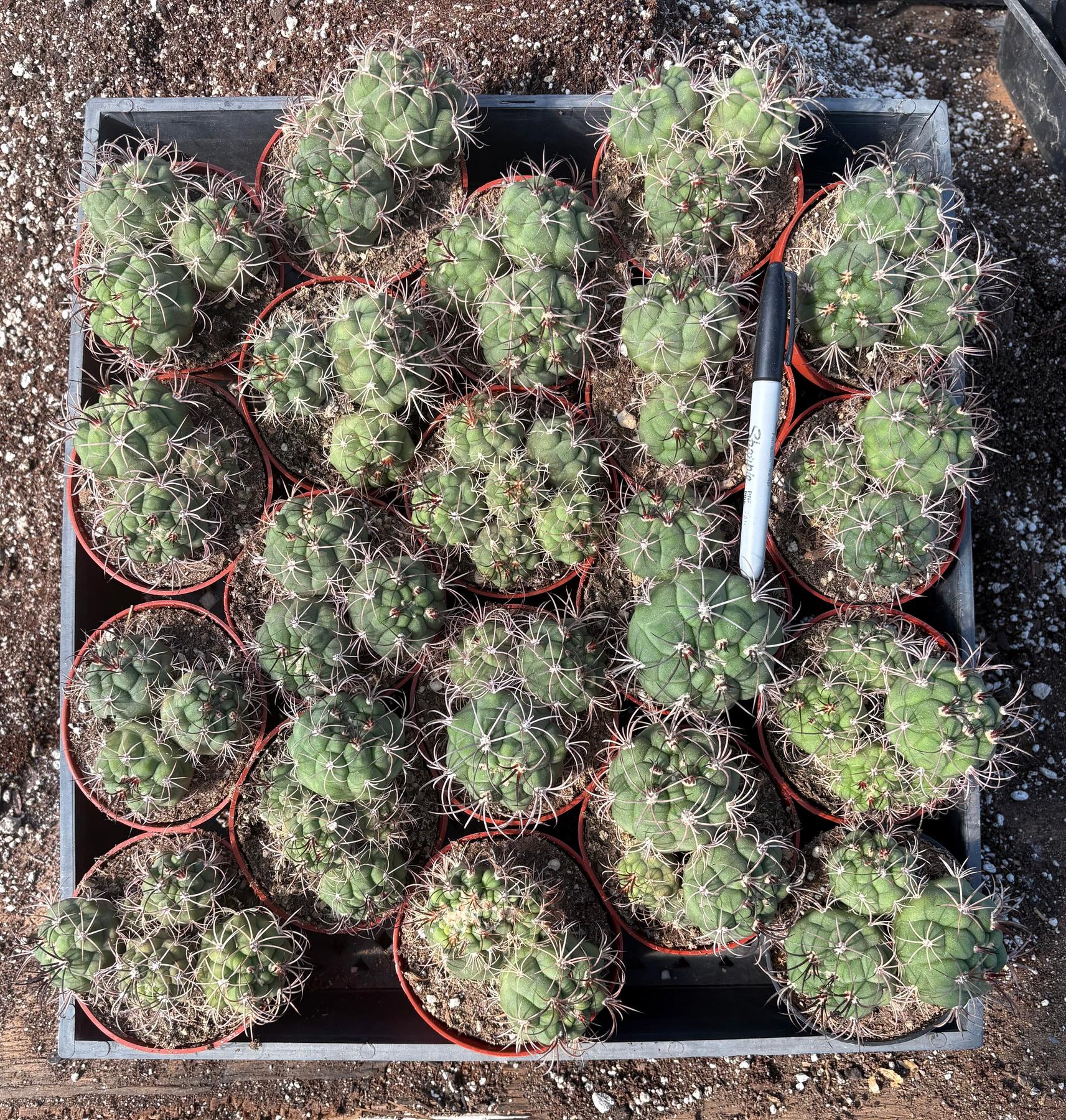 #EC223 EXACT Gymnocalycium Saglione Ornamental Cactus-Cactus - Large - Exact-The Succulent Source