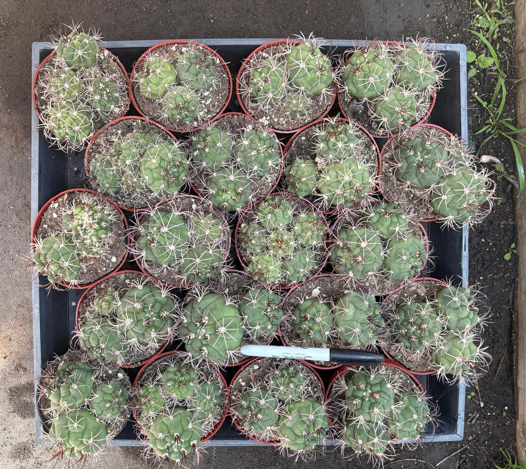 #EC223 EXACT Gymnocalycium Saglione Ornamental Cactus-Cactus - Large - Exact-The Succulent Source