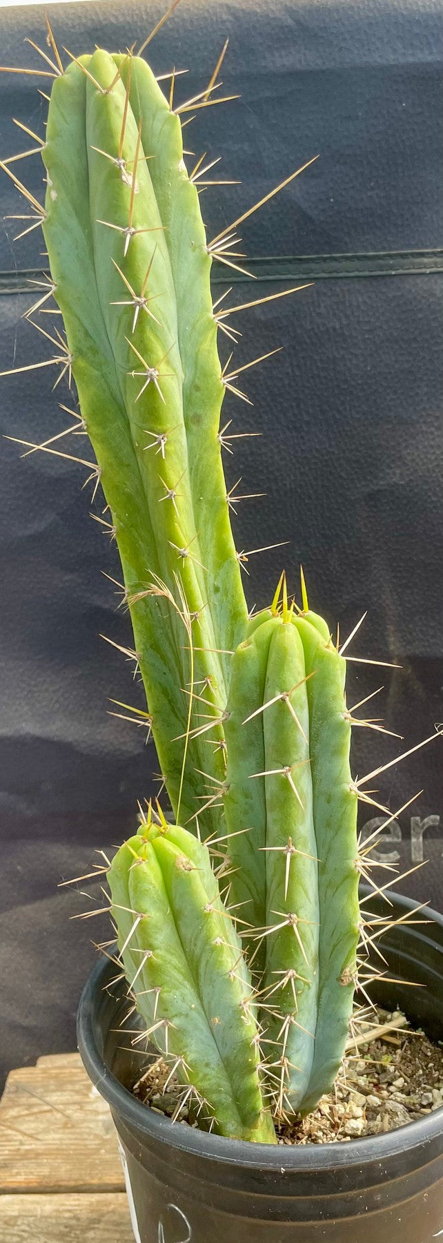 #EC224 EXACT Trichocereus Hybrid Baker X SS02 Cactus Ornamental Cactus 14.5”-Cactus - Large - Exact-The Succulent Source