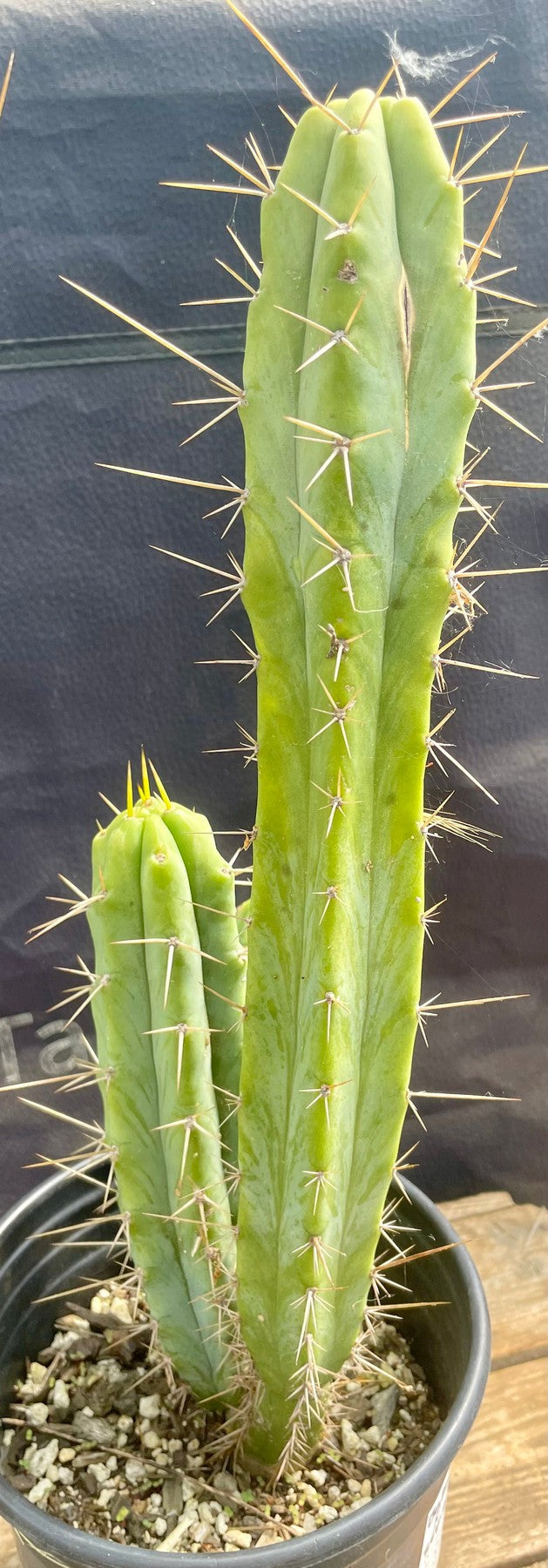 #EC224 EXACT Trichocereus Hybrid Baker X SS02 Cactus Ornamental Cactus 14.5”-Cactus - Large - Exact-The Succulent Source