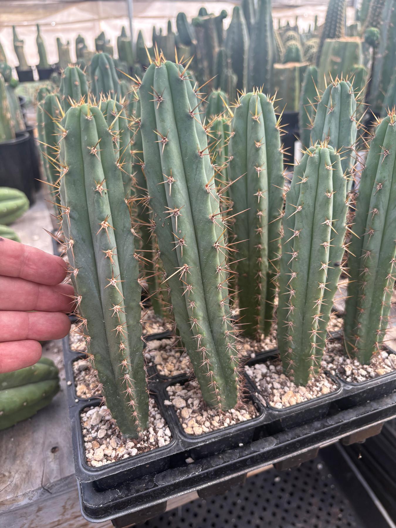 #EC225 EXACT Trichocereus Hybrid Cactus Bargain Potted Seedlings-Cactus - Large - Exact-The Succulent Source