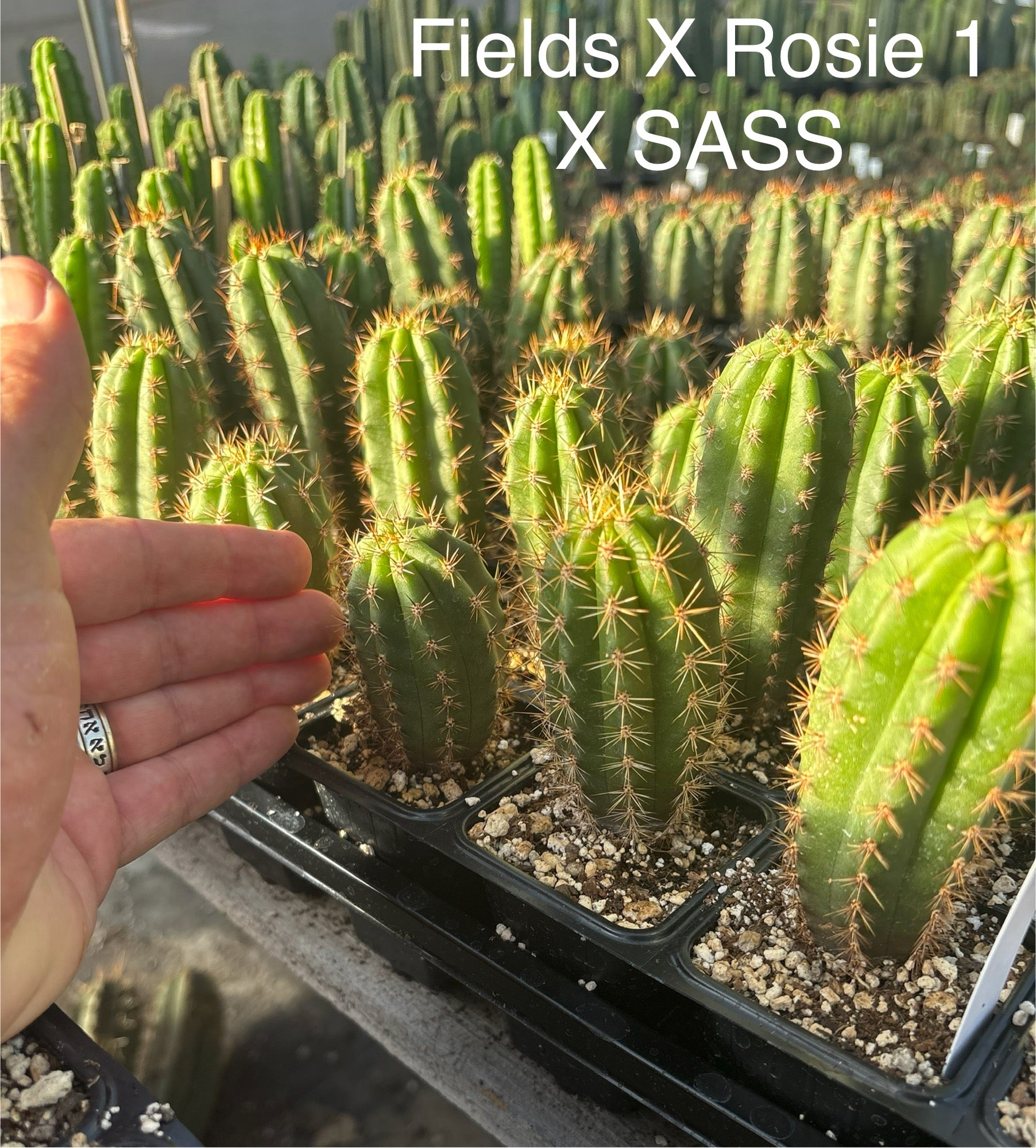 #EC225 EXACT Trichocereus Hybrid Cactus Bargain Potted Seedlings-Cactus - Large - Exact-The Succulent Source