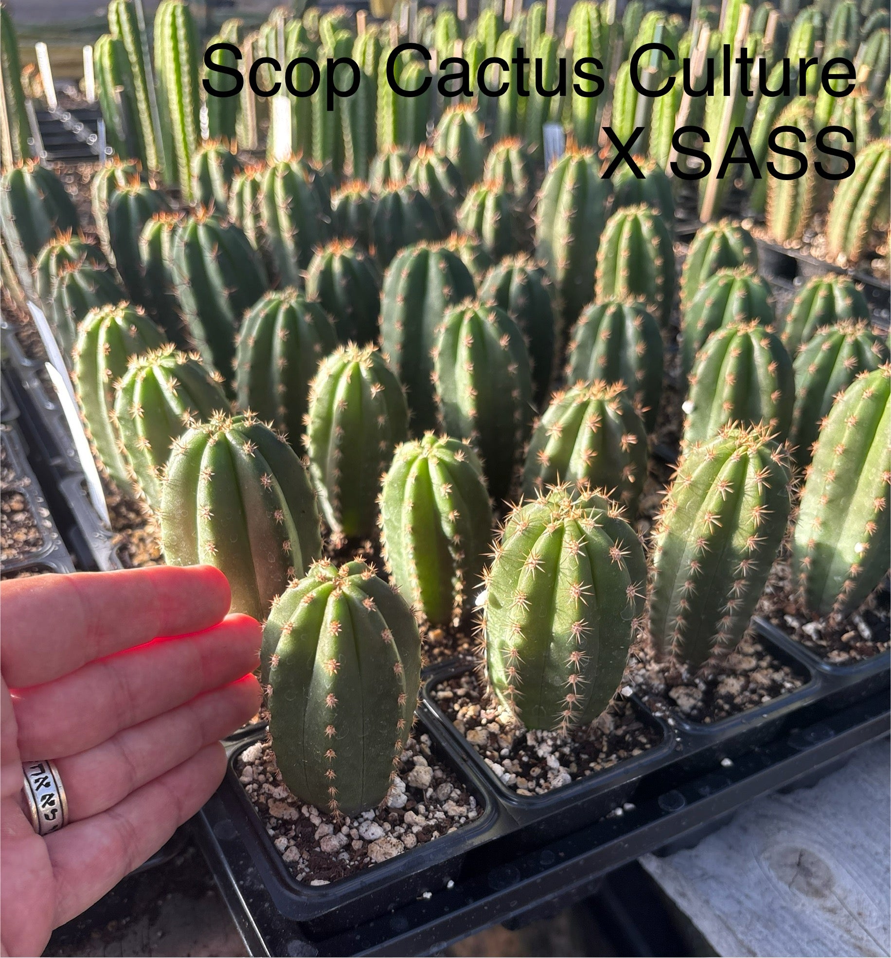 #EC225 EXACT Trichocereus Hybrid Cactus Bargain Potted Seedlings-Cactus - Large - Exact-The Succulent Source