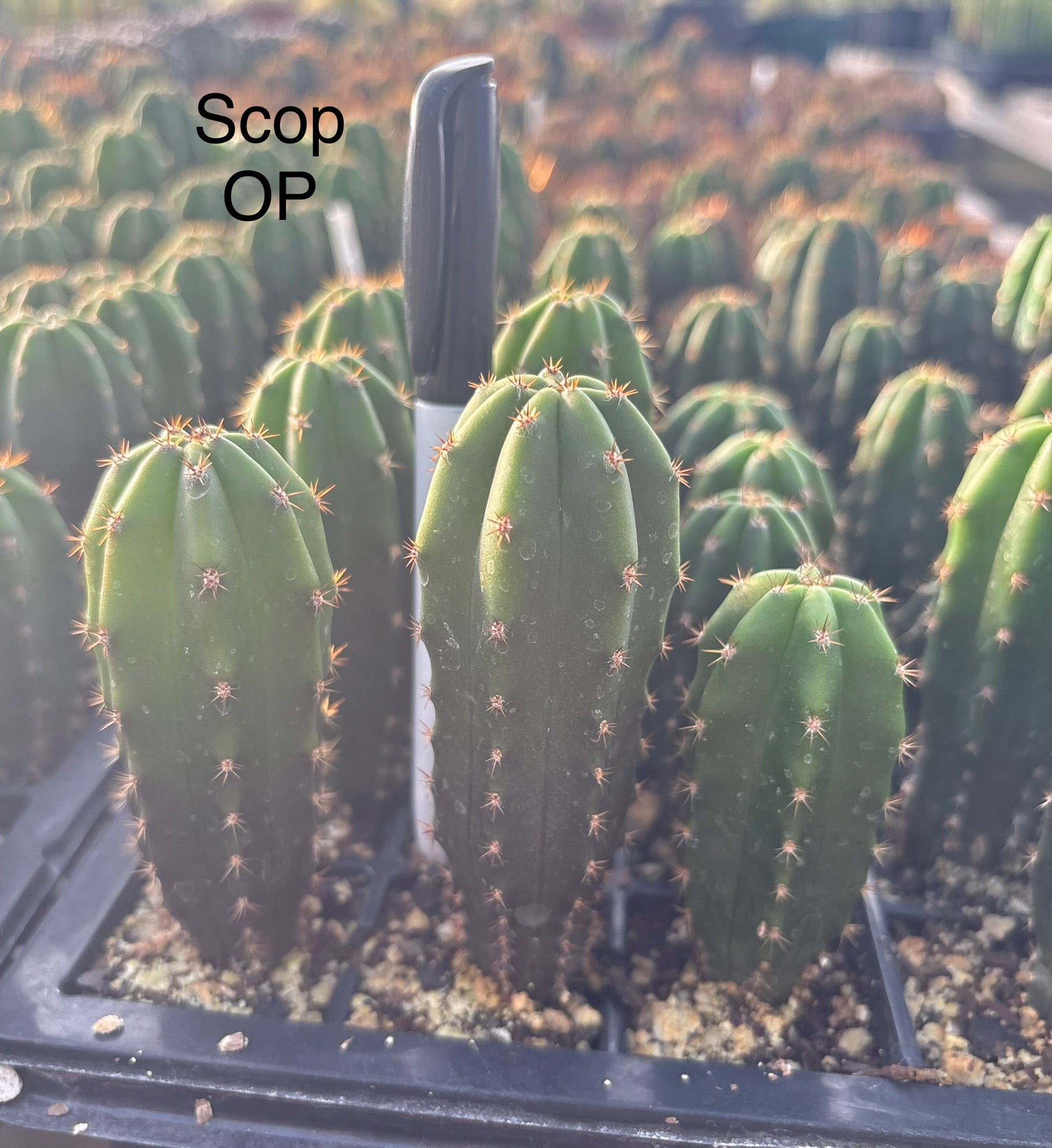 #EC225 EXACT Trichocereus Hybrid Cactus Bargain Potted Seedlings-Cactus - Large - Exact-The Succulent Source