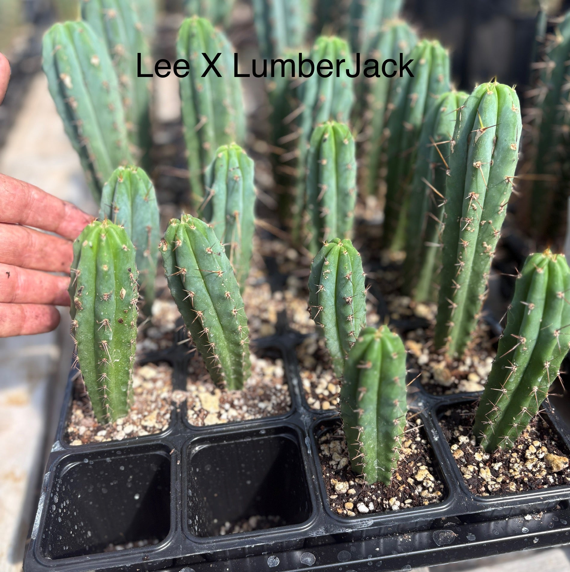 #EC225 EXACT Trichocereus Assorted Hybrid Cactus Seedlings-Cactus - Large - Exact-The Succulent Source