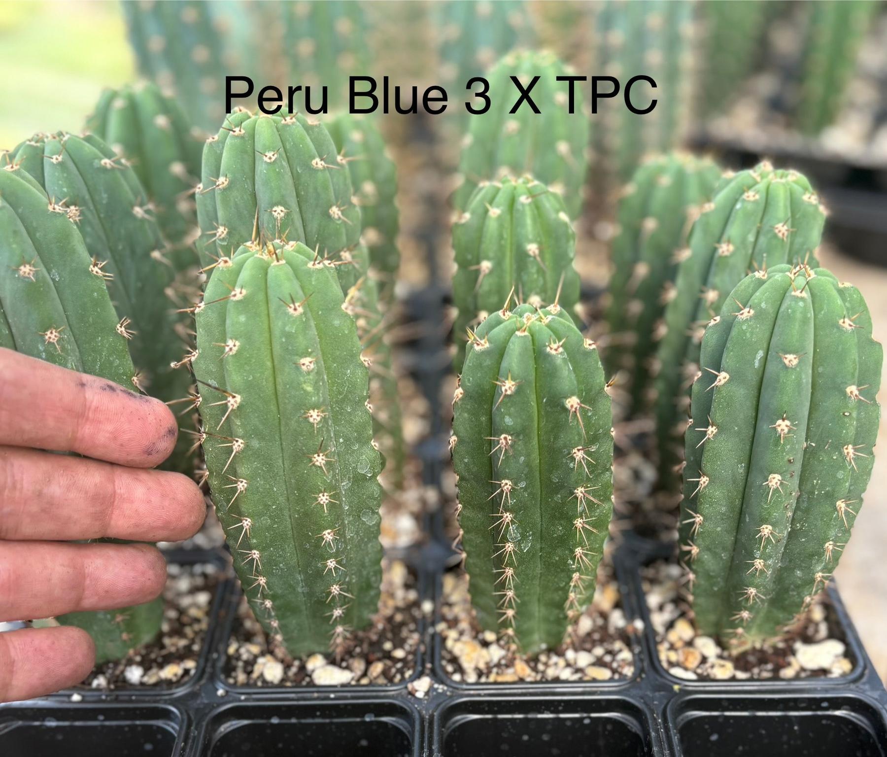 #EC225 EXACT Trichocereus Assorted Hybrid Cactus Seedlings-Cactus - Large - Exact-The Succulent Source