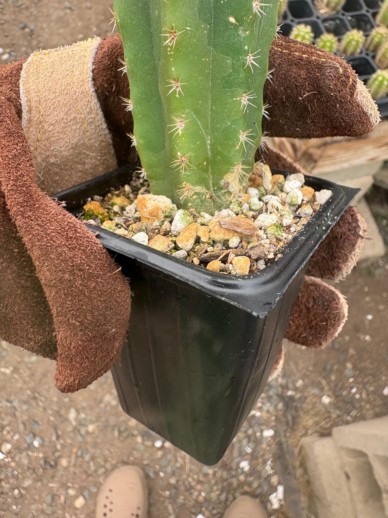 #EC229 Trichocereus hybrid Pachanoi Uwa X Scopulicola Slimer Cactus Seedlings 4-5”-Cactus - Large - Exact-The Succulent Source