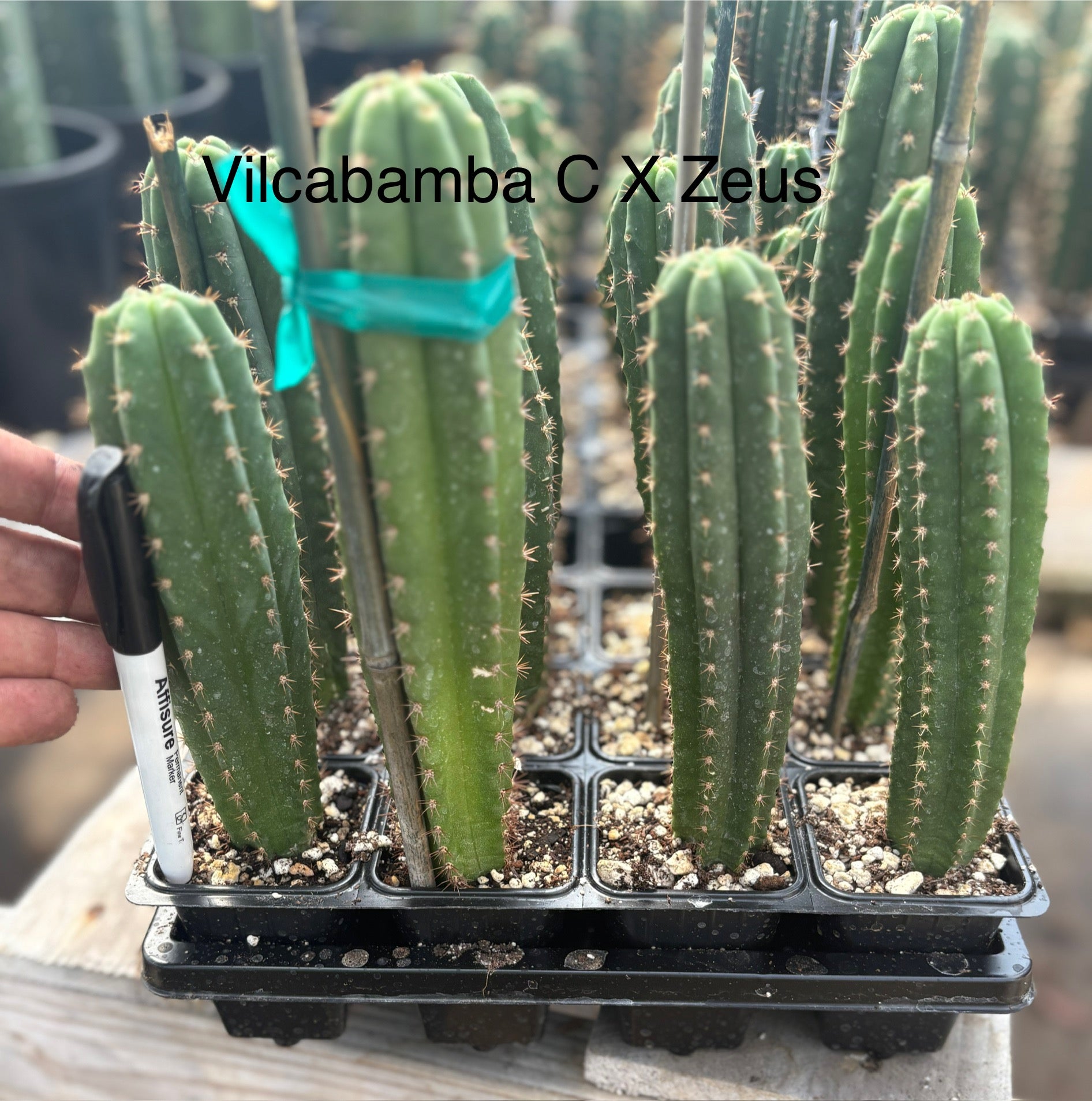 #EC225 EXACT Trichocereus Assorted Hybrid Cactus Seedlings-Cactus - Large - Exact-The Succulent Source