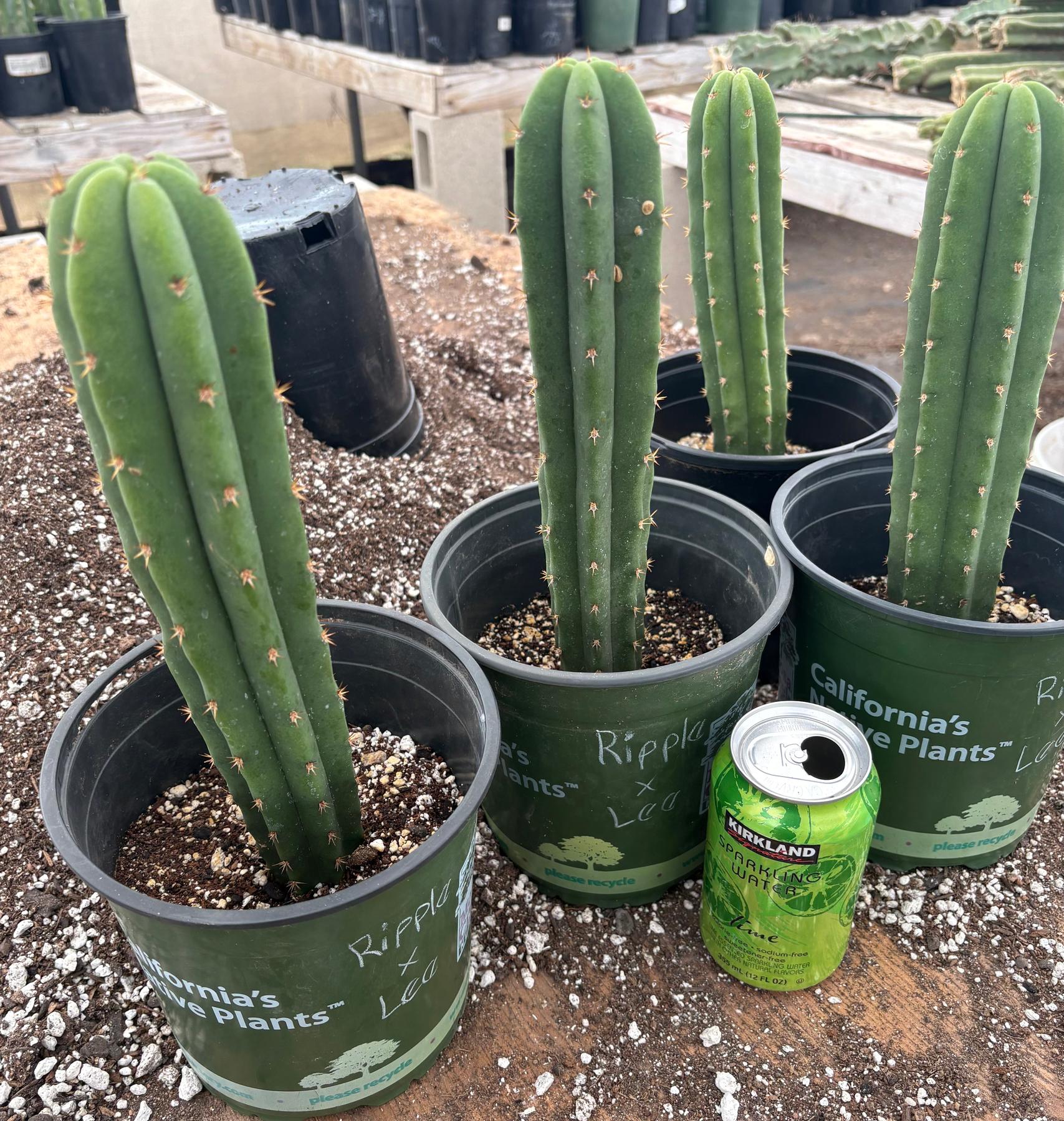 EC225 EXACT Trichocereus Hybrid Scopulicola Ripple X EC225 EXACT Trichocereus Hybrid Scopulicola Ripple X