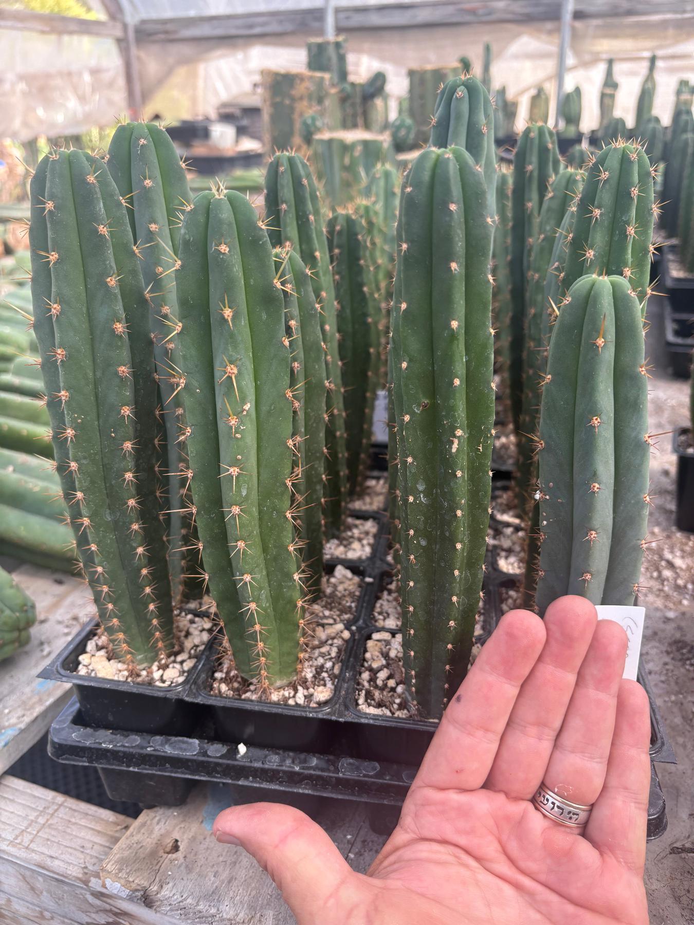 #EC225 EXACT Trichocereus Hybrid Cactus Bargain Potted Seedlings-Cactus - Large - Exact-The Succulent Source